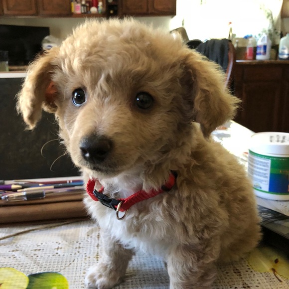 Meet your Posher, - Picture 8 of 13